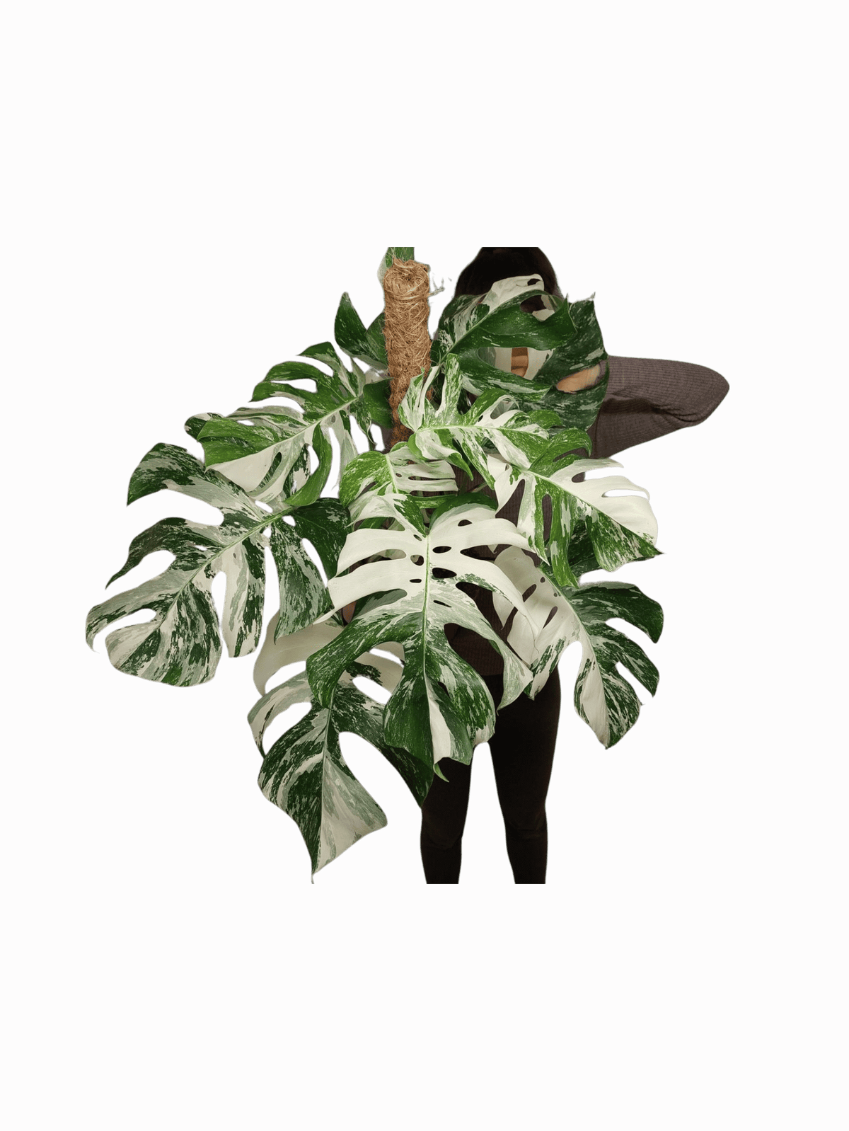 Monstera Variegata buschig