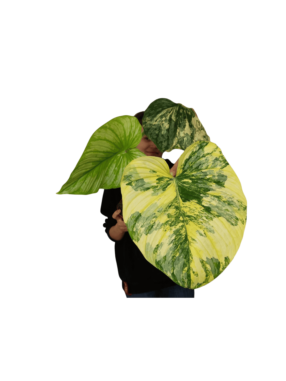 Philodendron Mamei Aurea Variegata