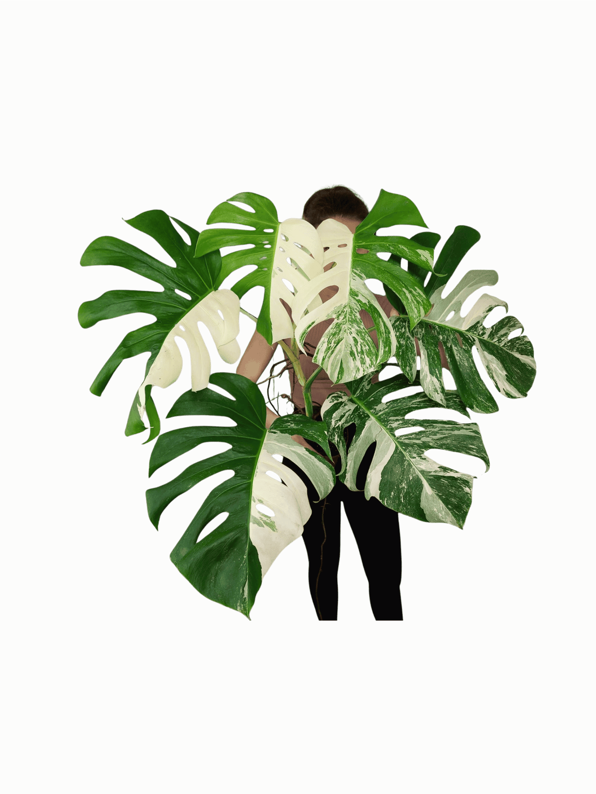 Monstera Variegata Adult