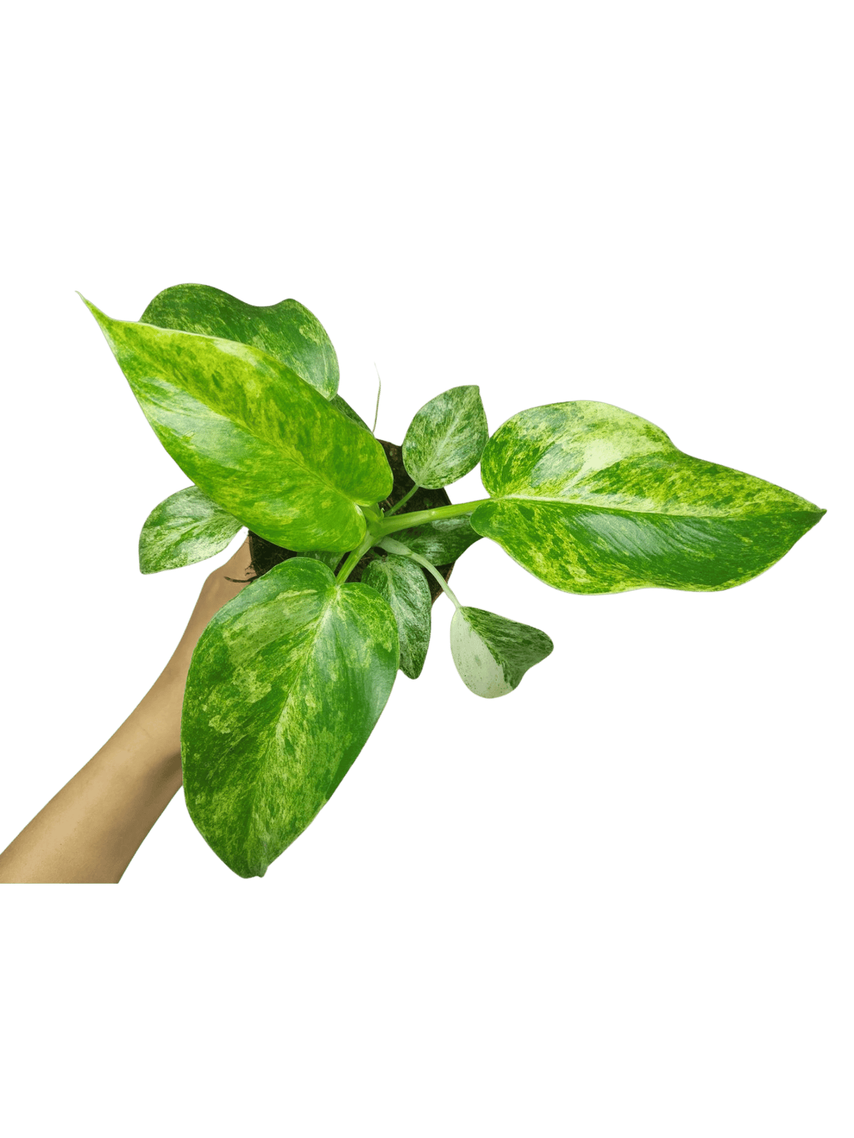 Philodendron Giganteum Variegata