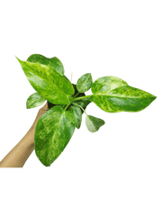 Philodendron Giganteum Variegata