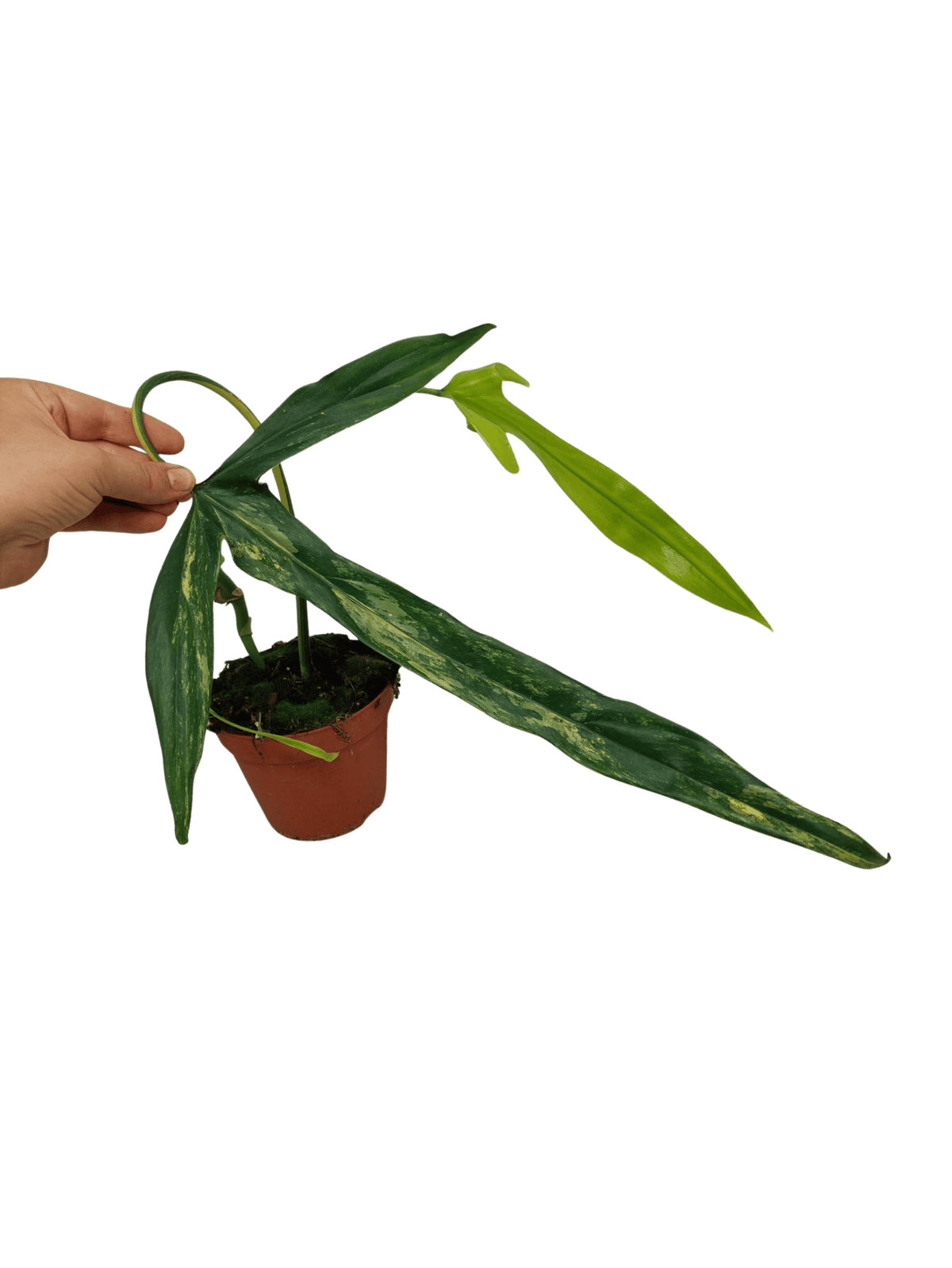 Philodendron Holtonianum Variegata