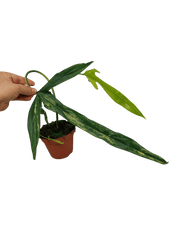 Philodendron Holtonianum Variegata