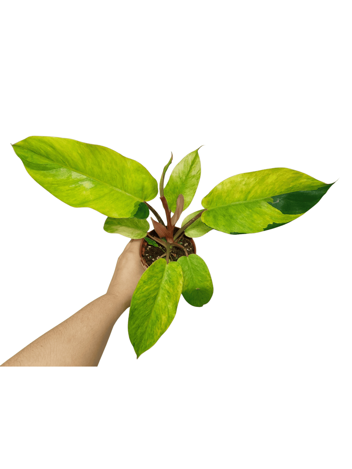 Philodendron Jungle Fever Variegata