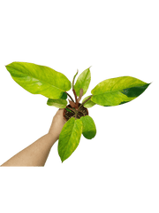 Philodendron Jungle Fever Variegata