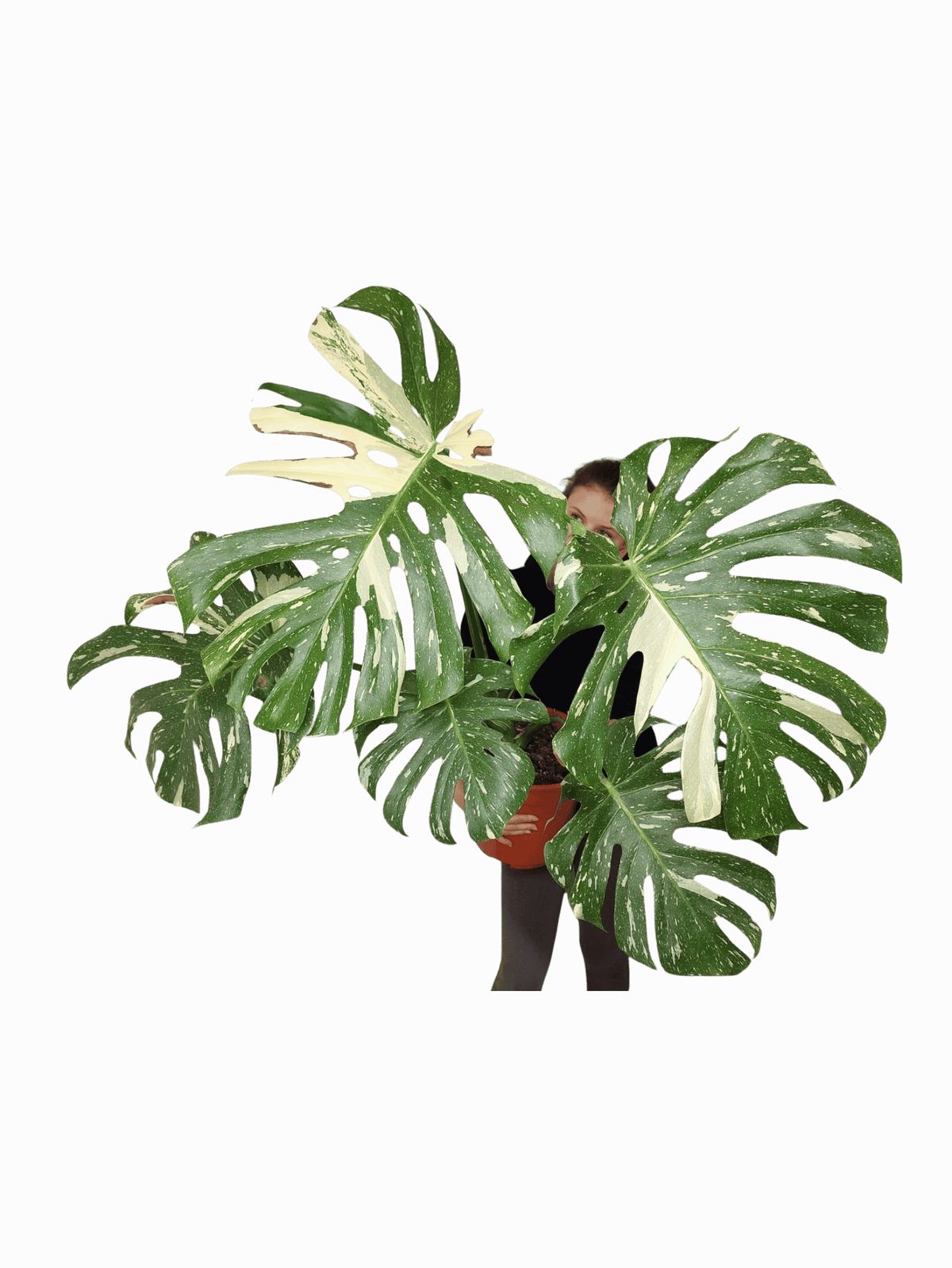 Monstera Thai Constellation XXL