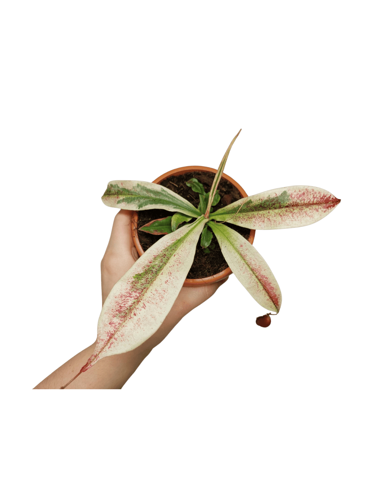 Nepenthes Viking x Ampullaria Variegata