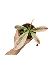 Nepenthes Viking x Ampullaria Variegata