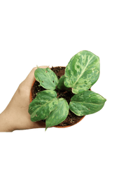 Philodendron Gloriosum Snow Leopard Variegata