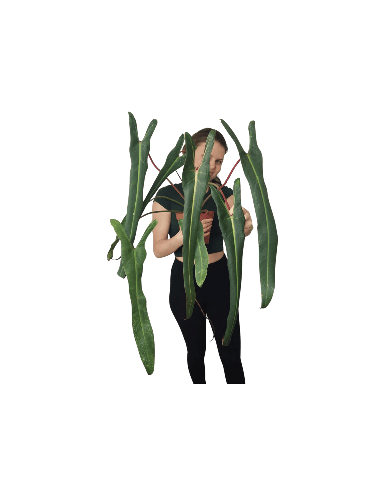Philodendron Spiritus Sancti Adult