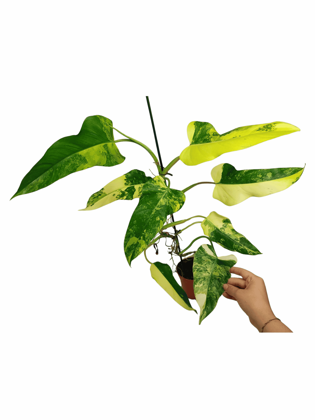 Philodendron Domesticum Variegata