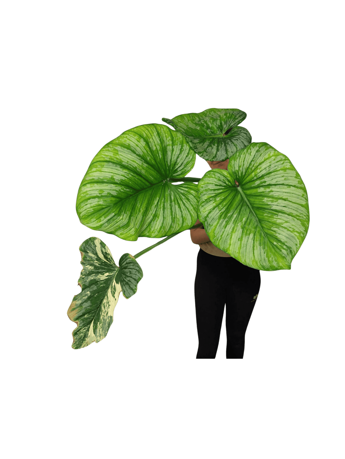 Philodendron Mamei Variegata vergrünt