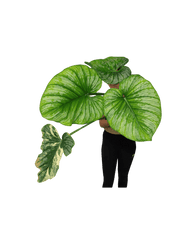 Philodendron Mamei Variegata vergrünt