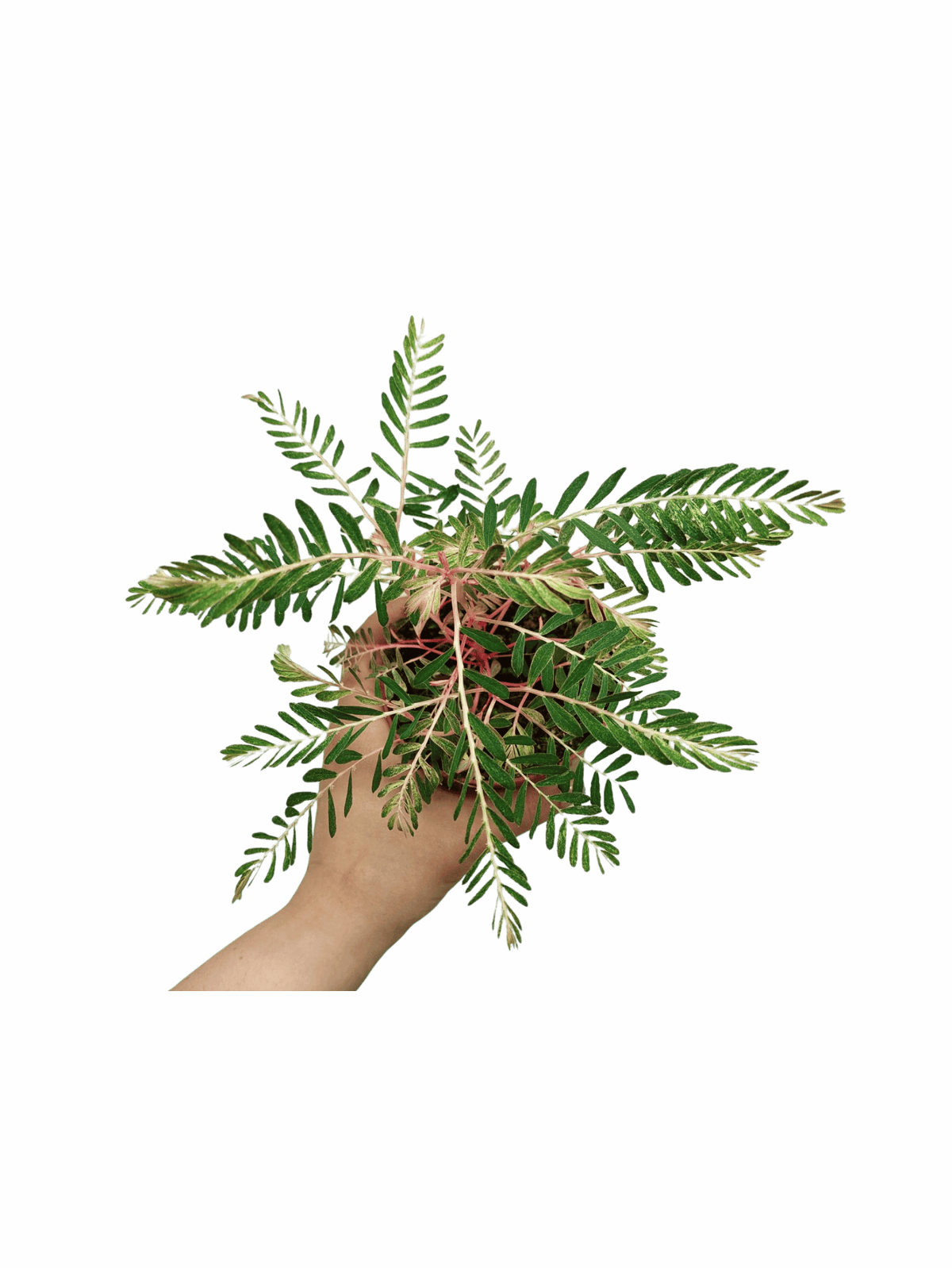 Phyllanthus Urinaria Variegata