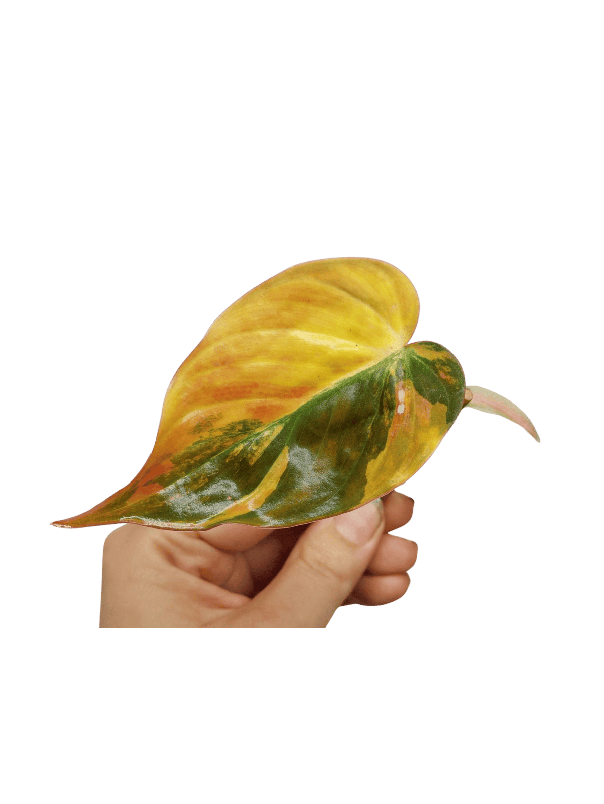 Philodendron Micans Aurea Steckling