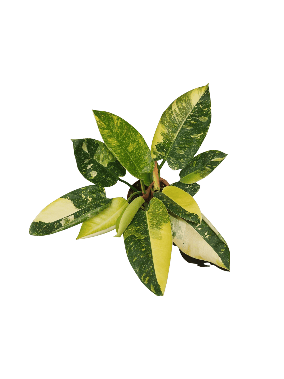 Philodendron Green Congo Variegata groß