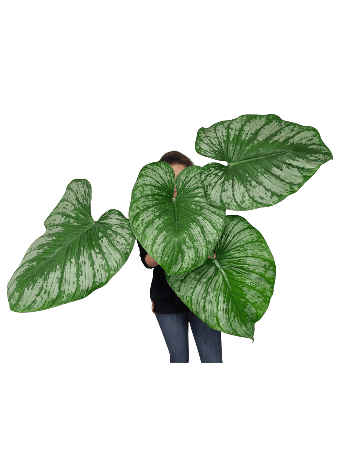 Philodendron Mamei XXL