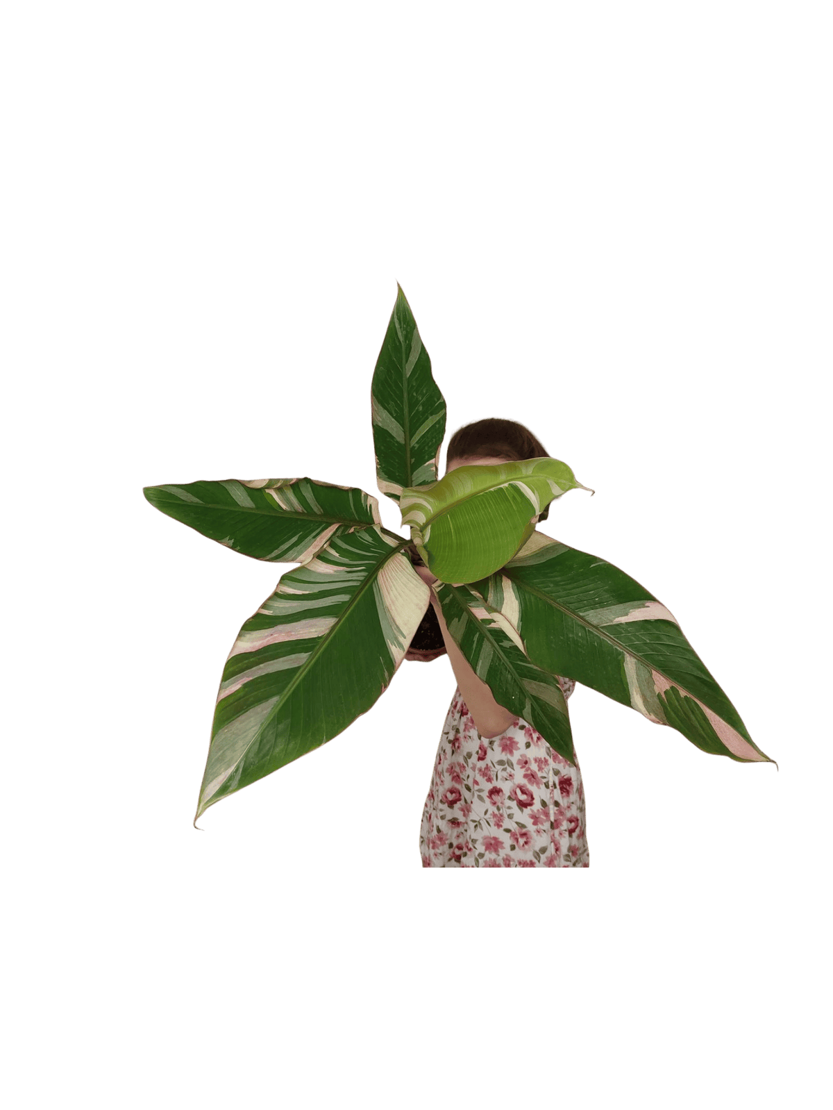 Musa Nono Pink Groß