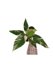 Musa Nono Pink Groß