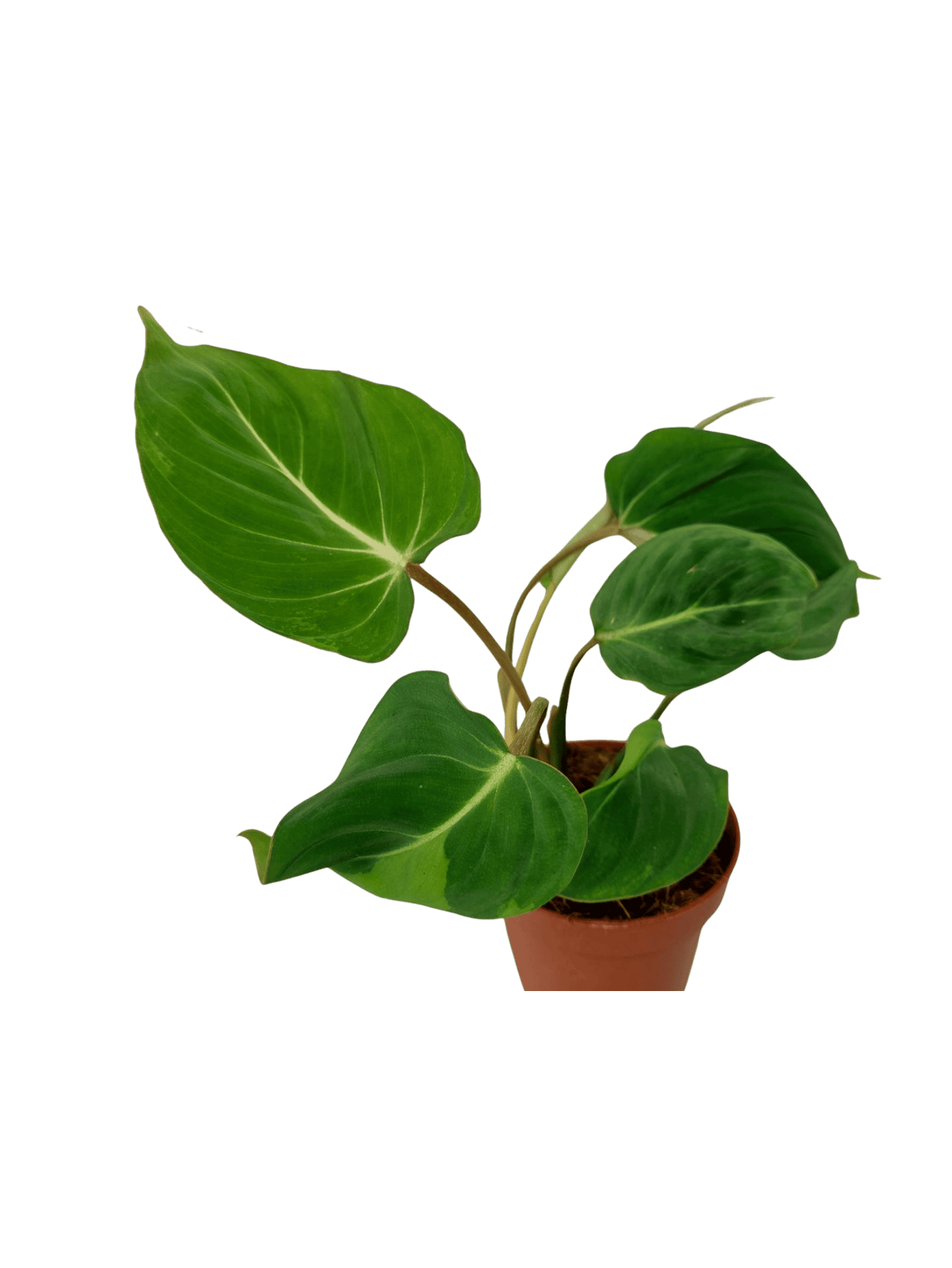 Philodendron Gloriosum spontan panaschiert