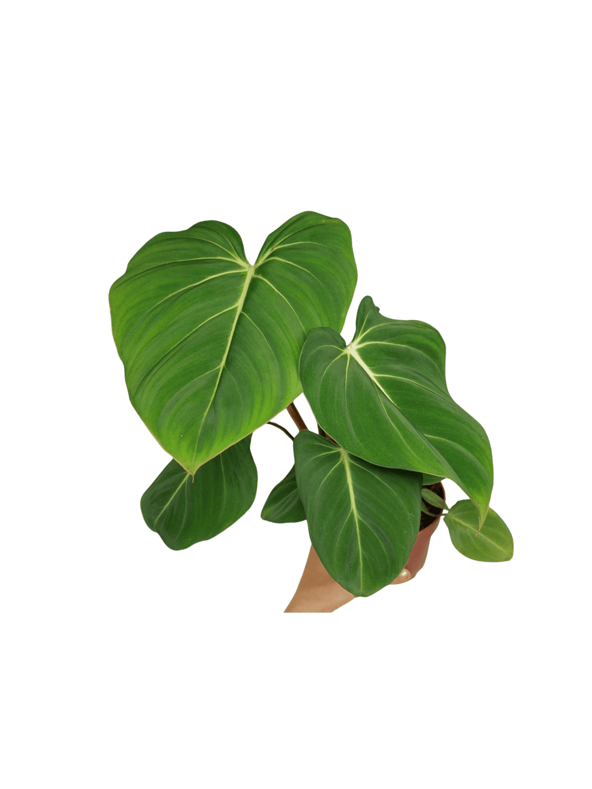 Philodendron Gloriosum