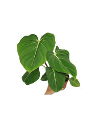 Philodendron Gloriosum