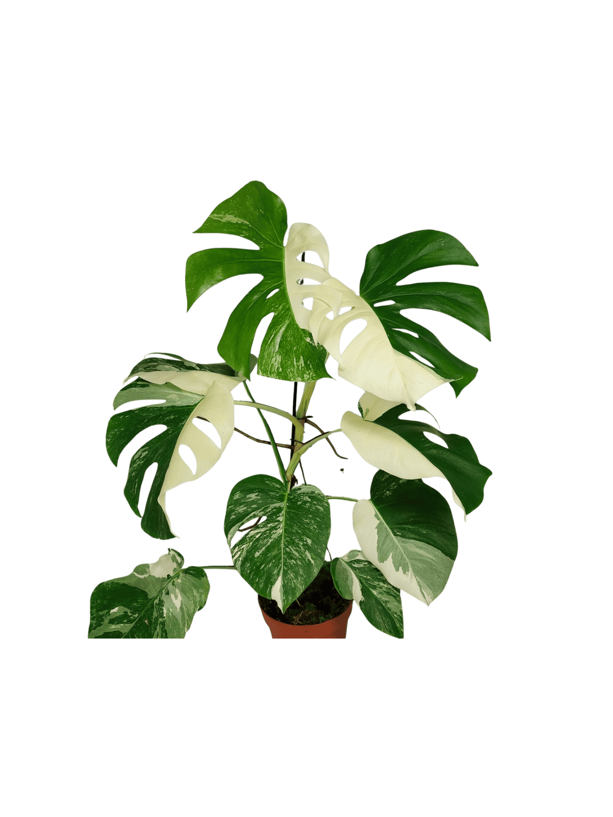 Monstera Variegata (zum aussuchen)