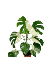 Monstera Variegata (zum aussuchen)