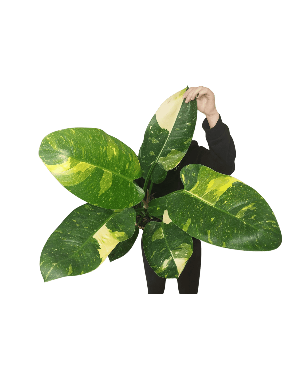Philodendron Green Congo Variegata groß