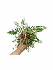 Phyllanthus Urinaria Variegata
