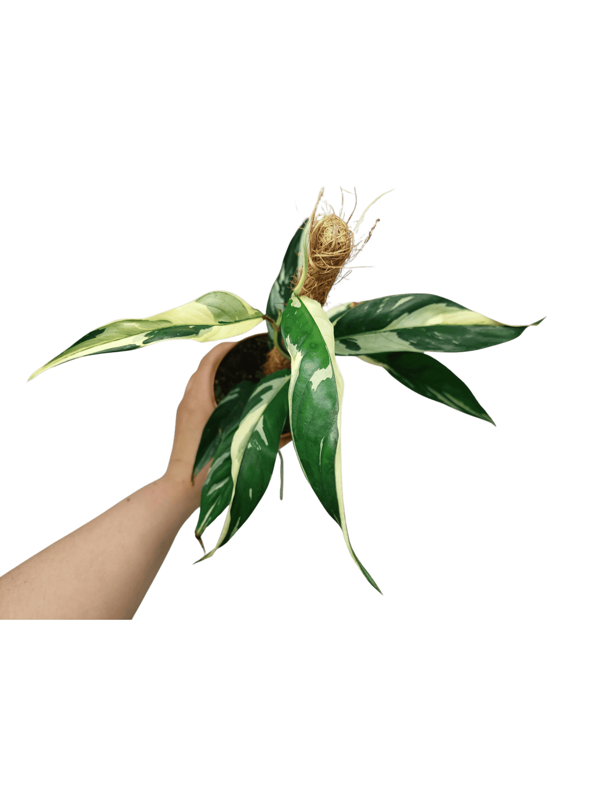 Raphidophora noID Variegata