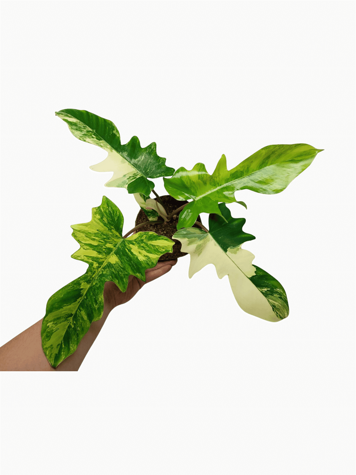 Philodendron Florida Beauty x Mayoi Variegata
