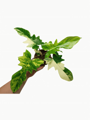 Philodendron Florida Beauty x Mayoi Variegata