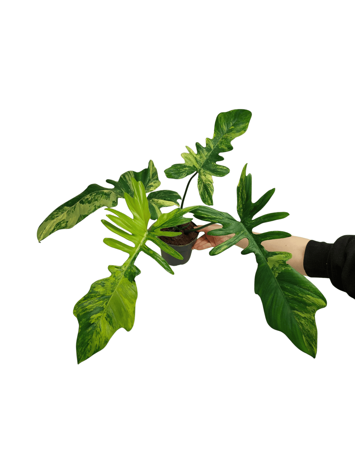 Philodendron Florida Beauty x Mayoi Variegata