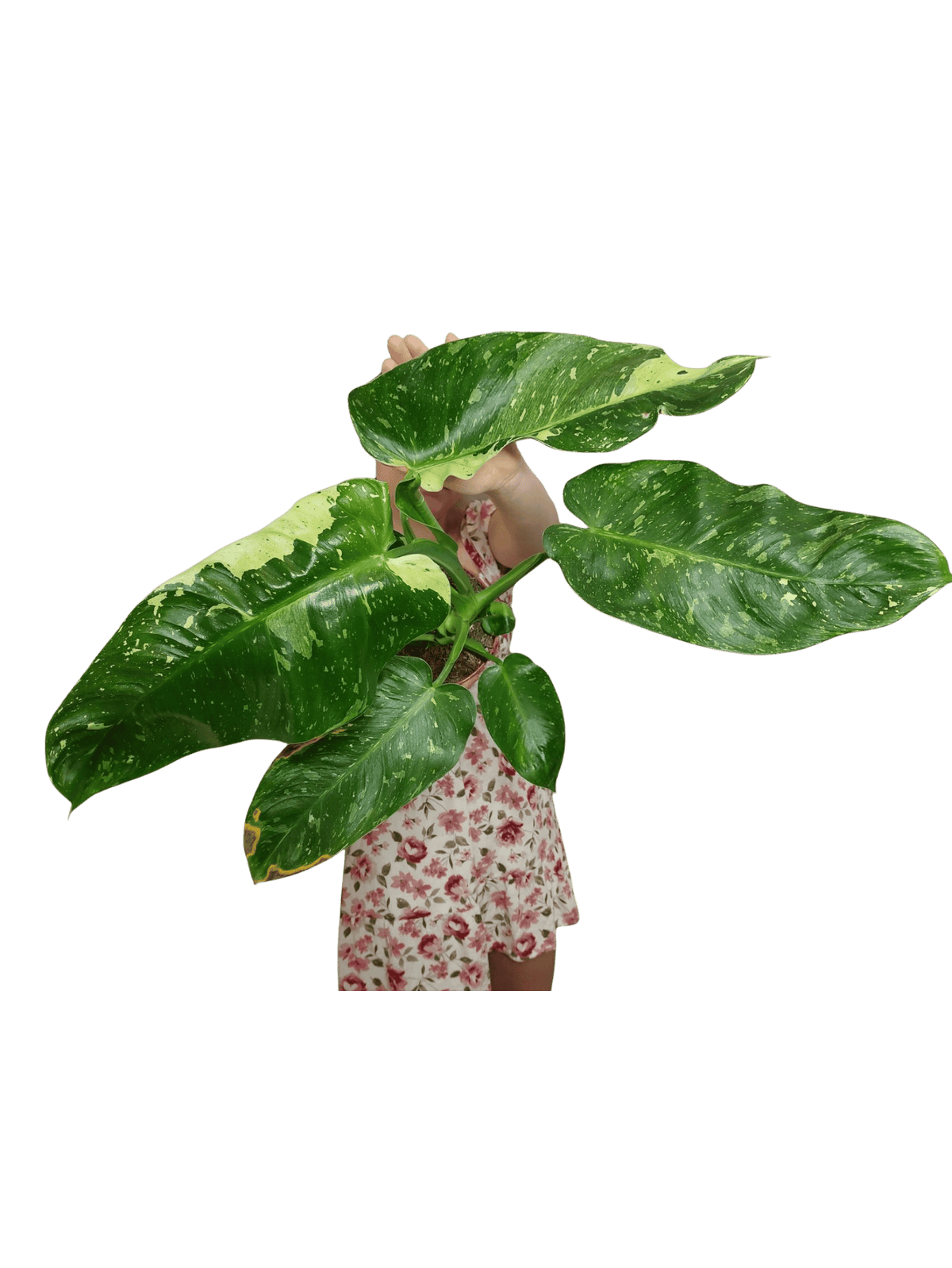 Philodendron Jose Buono