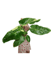 Philodendron Jose Buono