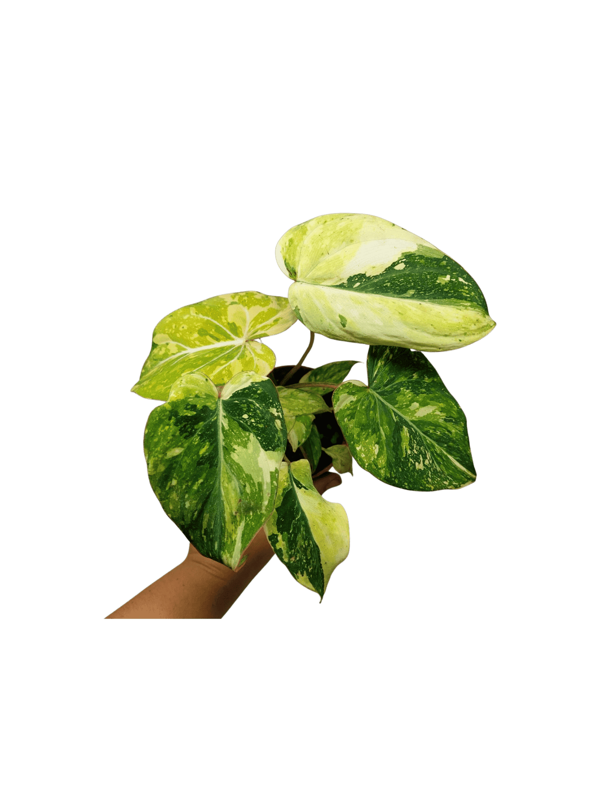 Philodendron Gloriosum Tricolor