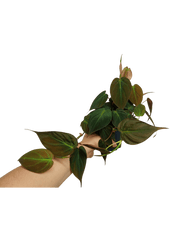 Philodendron Micans
