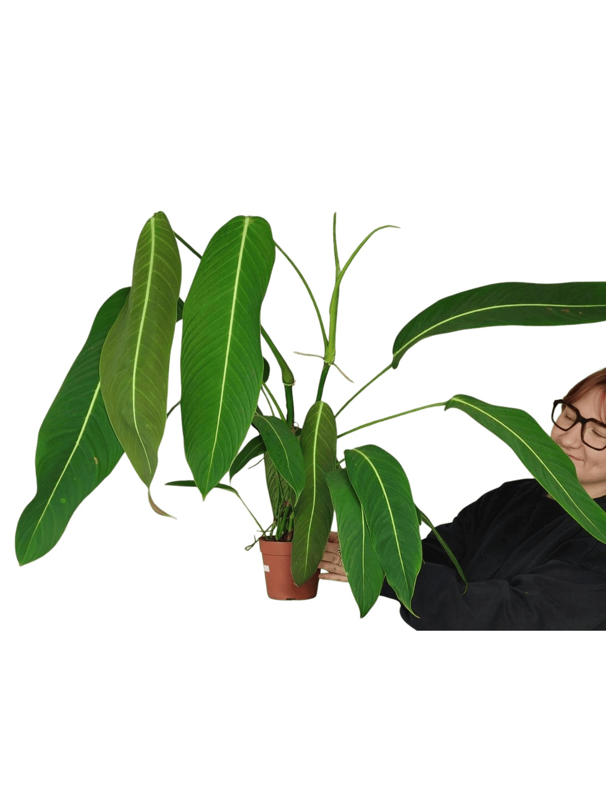 Philodendron Heterocraspedon