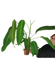 Philodendron Heterocraspedon