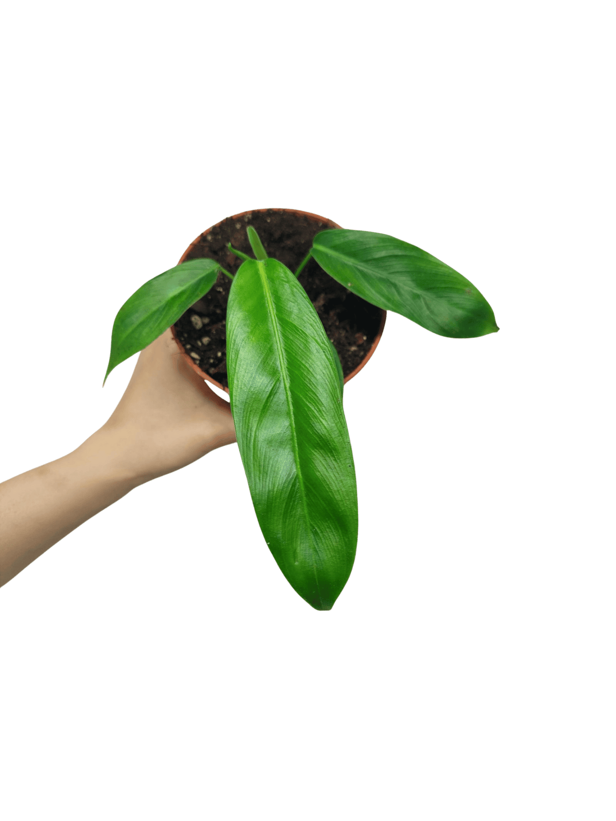Philodendron Patriciae