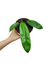 Philodendron Patriciae