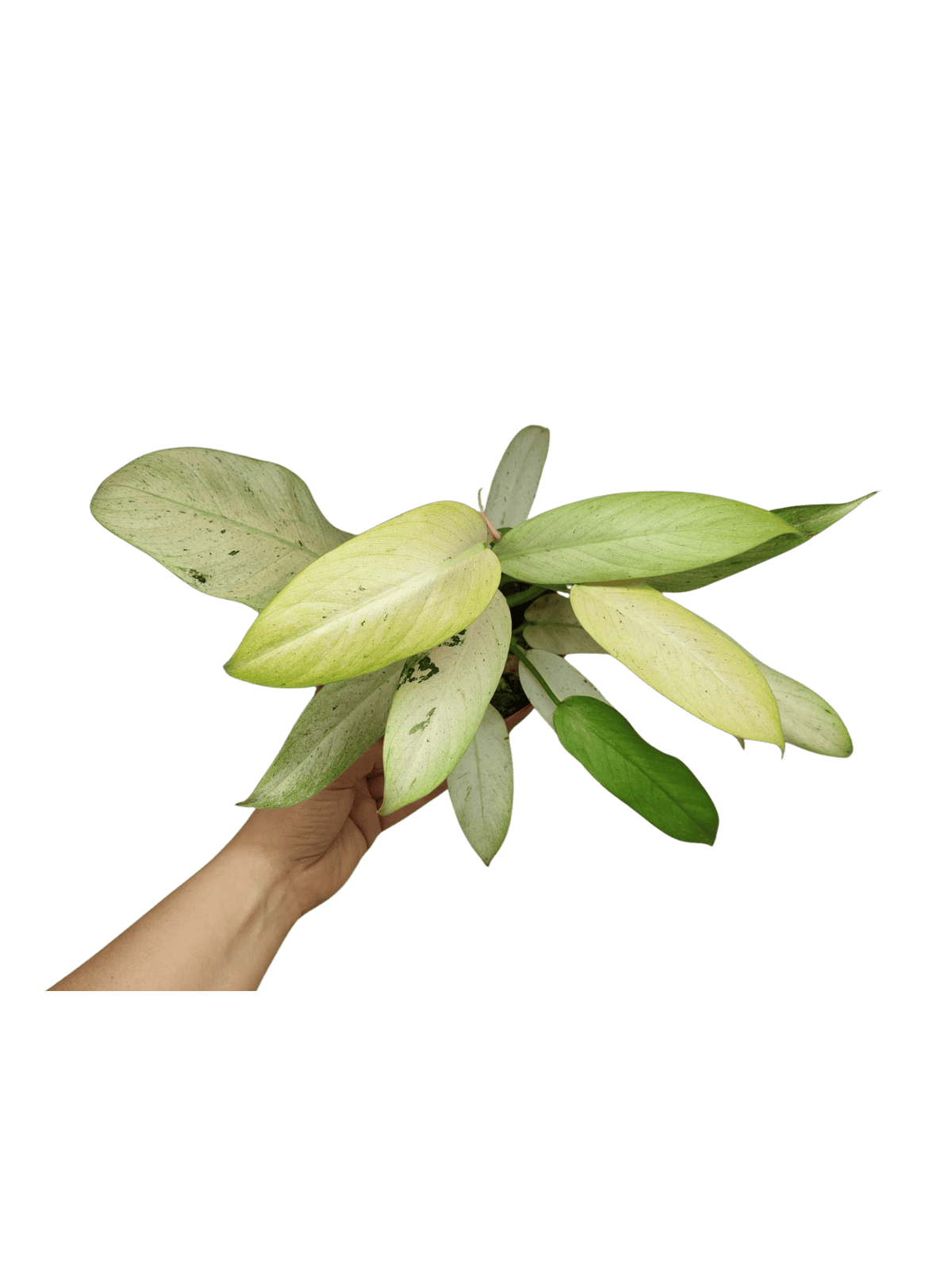 Philodendron Whipple Way