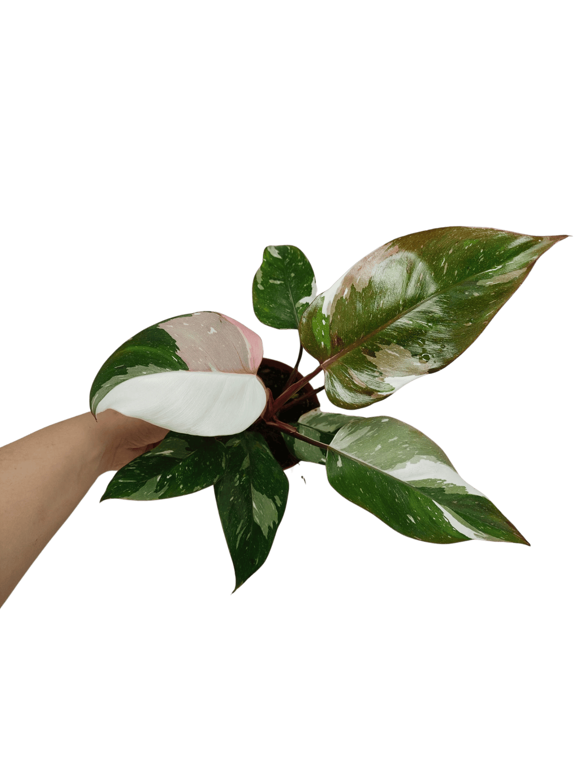 Philodendron Red Anderson Variegata
