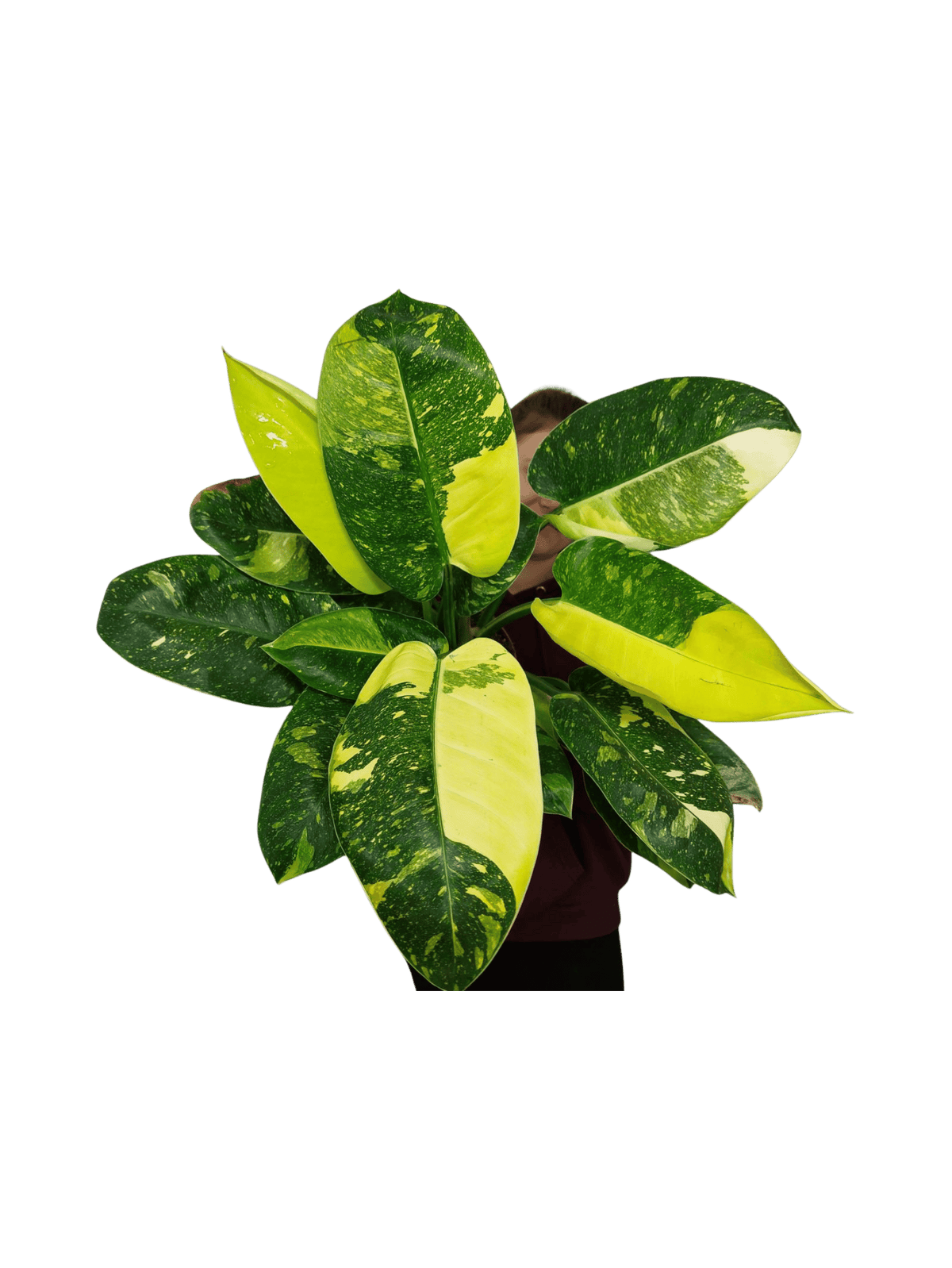 Philodendron Green Congo Variegata groß
