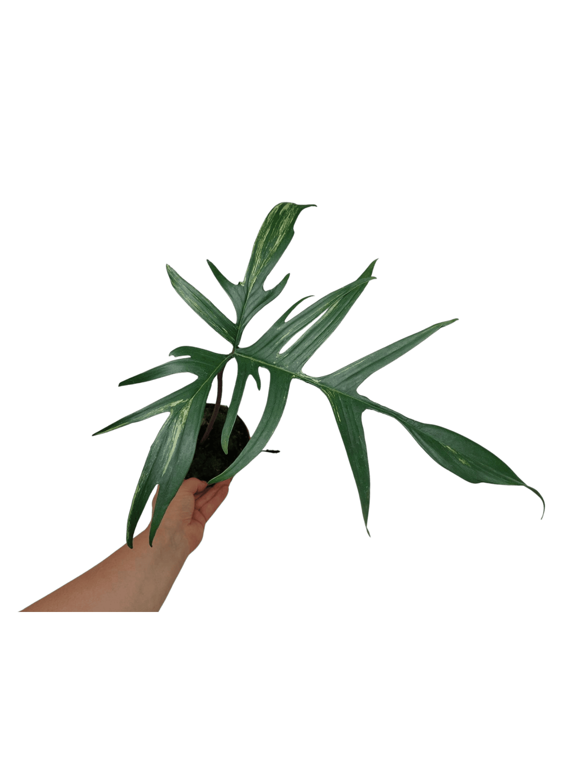 Philodendron Polypodiodes Variegata