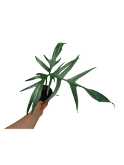 Philodendron Polypodiodes Variegata