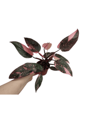 Philodendron Pink Princess