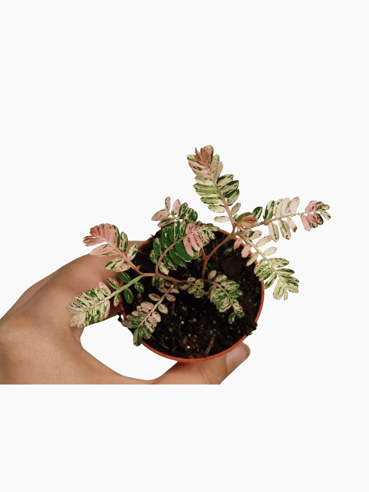 Phyllantus Urinaria Pink Variegata