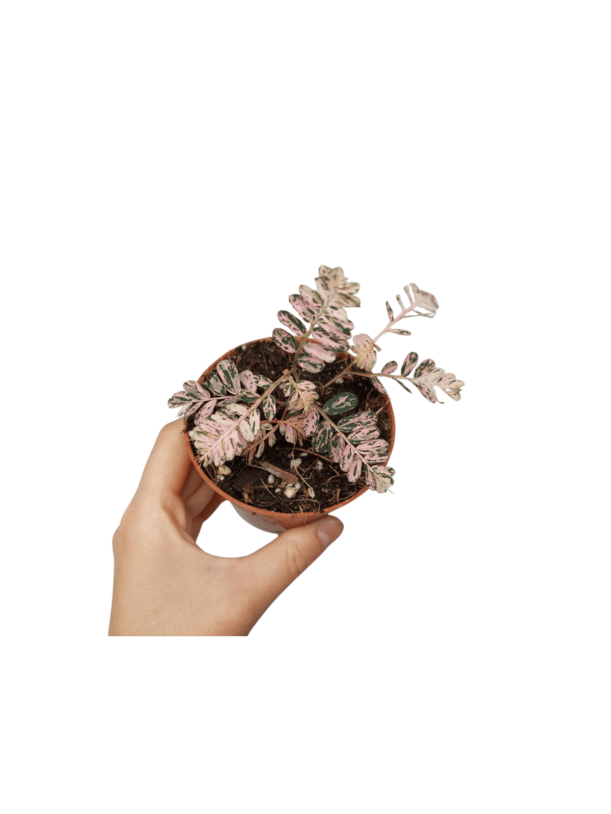 Phyllanthus Urinaria Pink Variegata